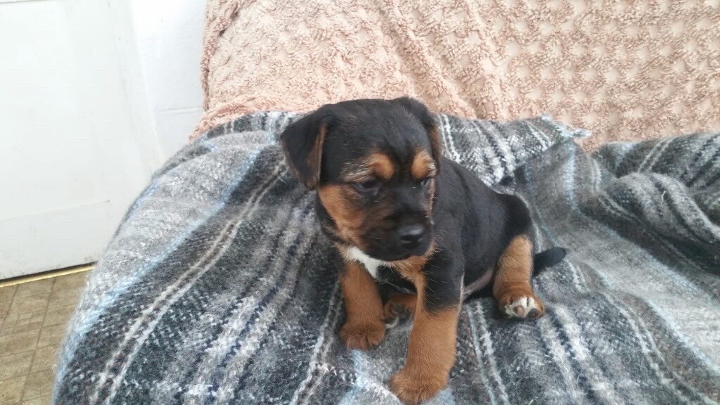 border terrier x jack russell for sale